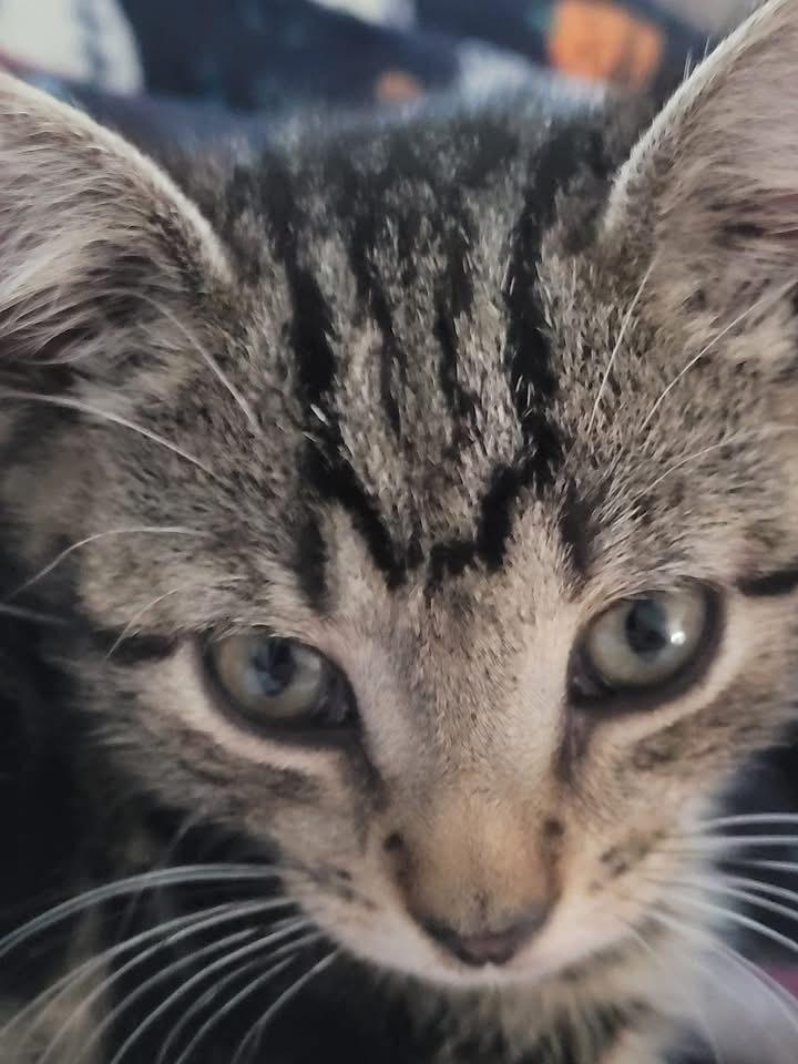 Enlarge Tonka, a Adoptable mixed breed in levittown, NY image 5/6