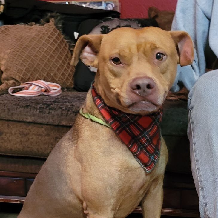 Enlarge Teddy, a Adoptable Pit Bull Terrier in Chiefland, FL image 7/11