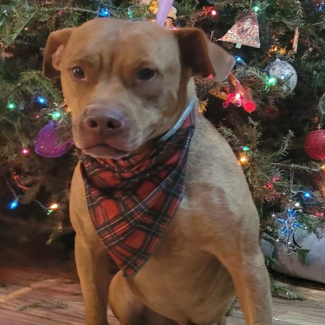 Enlarge Teddy, a Adoptable Pit Bull Terrier in Chiefland, FL image 8/11