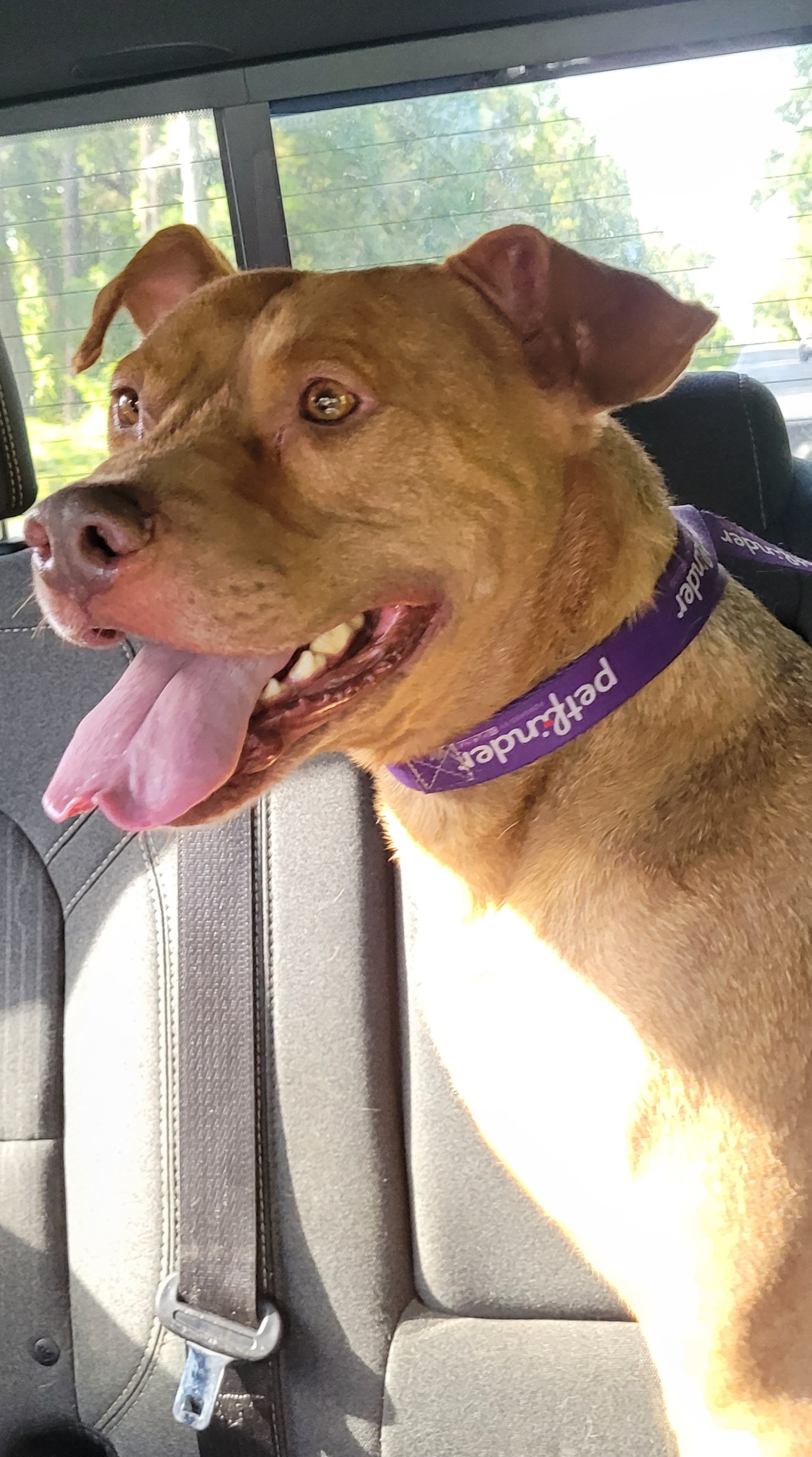 Teddy, a Adoptable Pit Bull Terrier in Chiefland, FL image 1/11