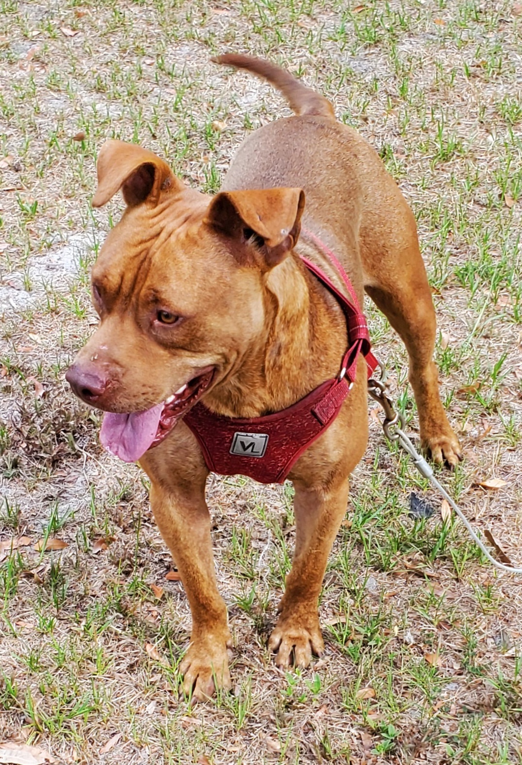 Enlarge Teddy, a Adoptable Pit Bull Terrier in Chiefland, FL image 9/11