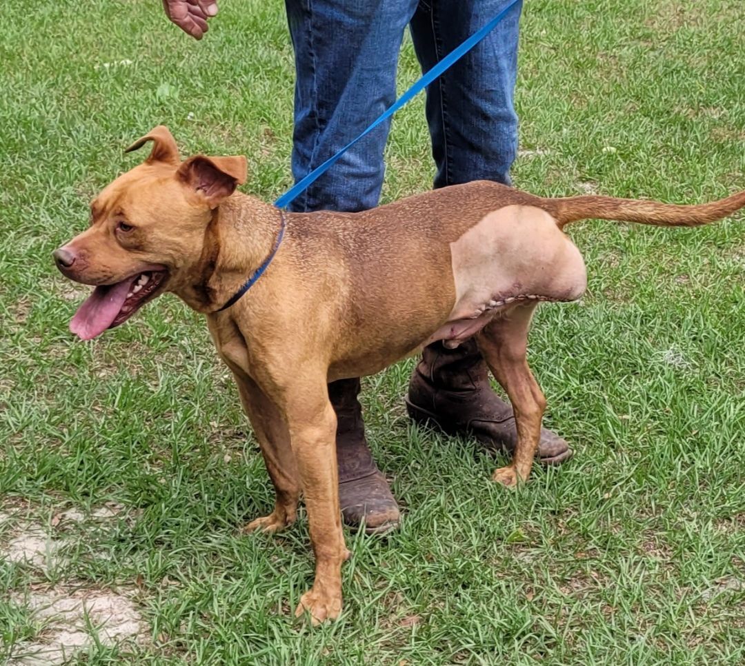 Enlarge Teddy, a Adoptable Pit Bull Terrier in Chiefland, FL image 10/11