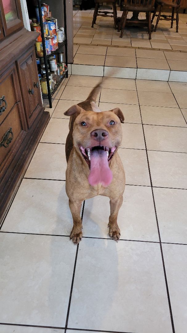 Enlarge Teddy, a Adoptable Pit Bull Terrier in Chiefland, FL image 11/11