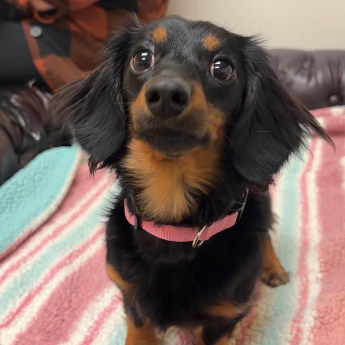 Amara, adopted, Young Female Dachshund (Miniature Long Haired).