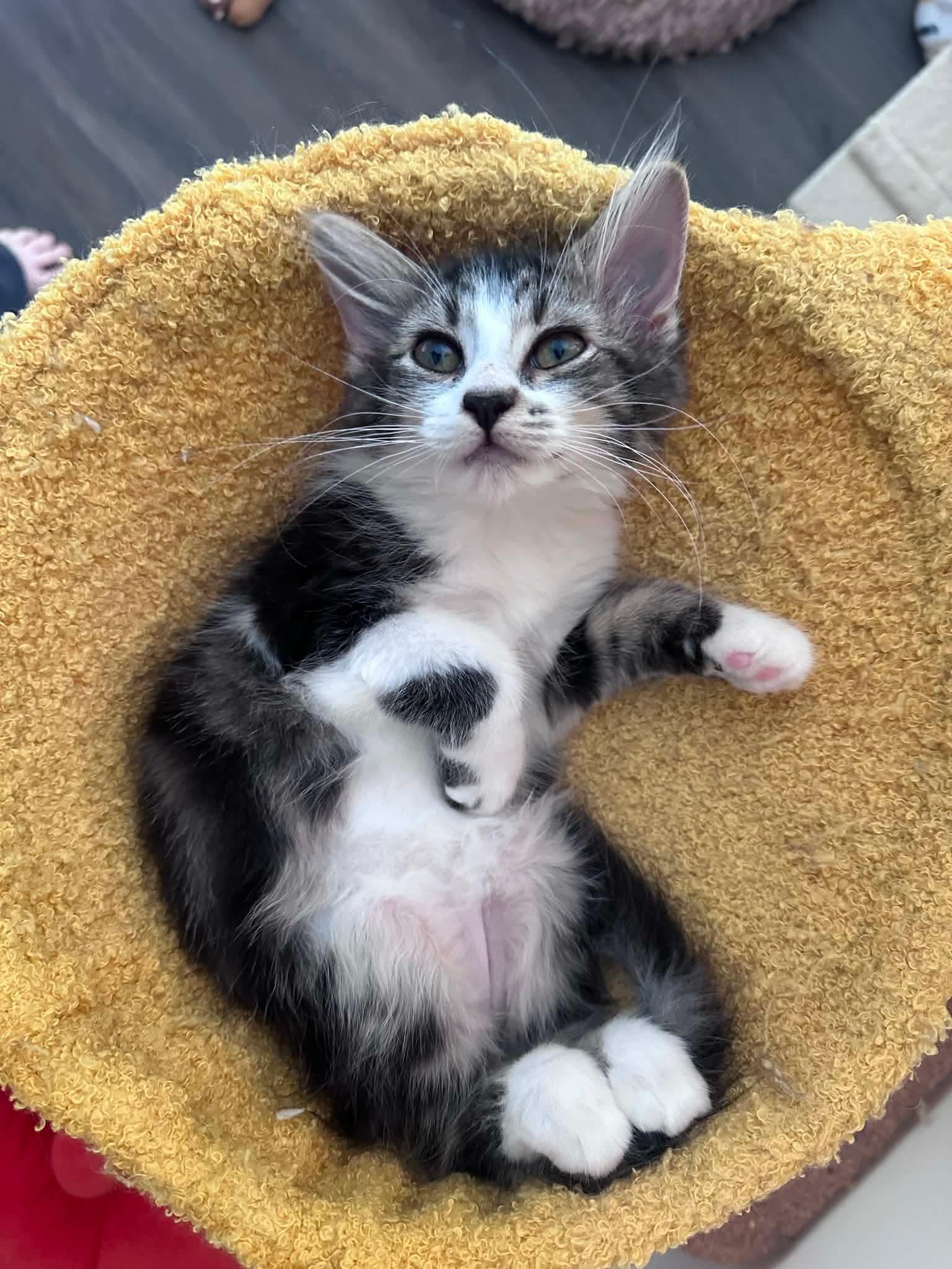 Ciro, adopted, Kitten Male Domestic Medium Hair.