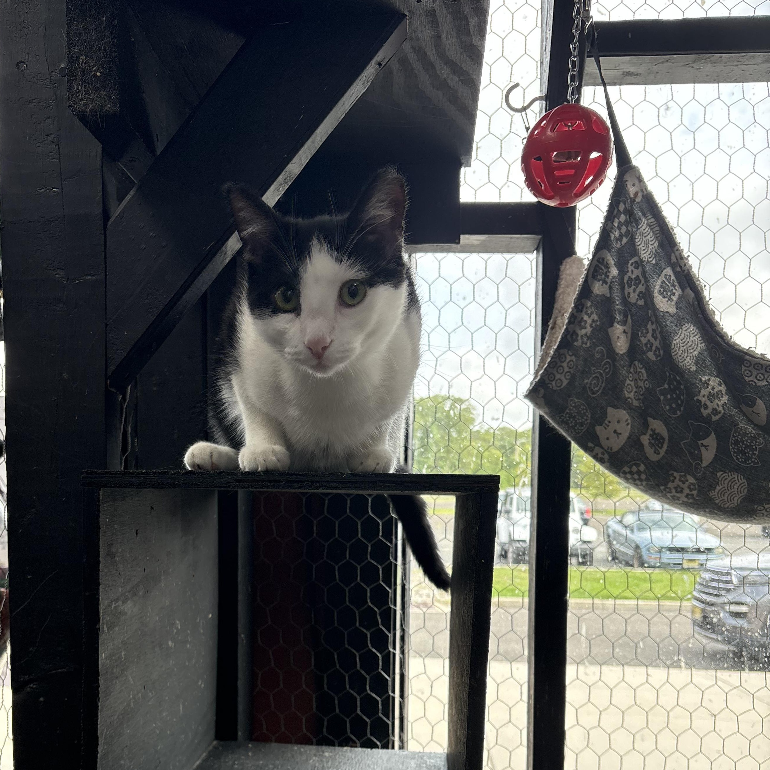 Buck, Adoptable, Kitten Male Tuxedo.