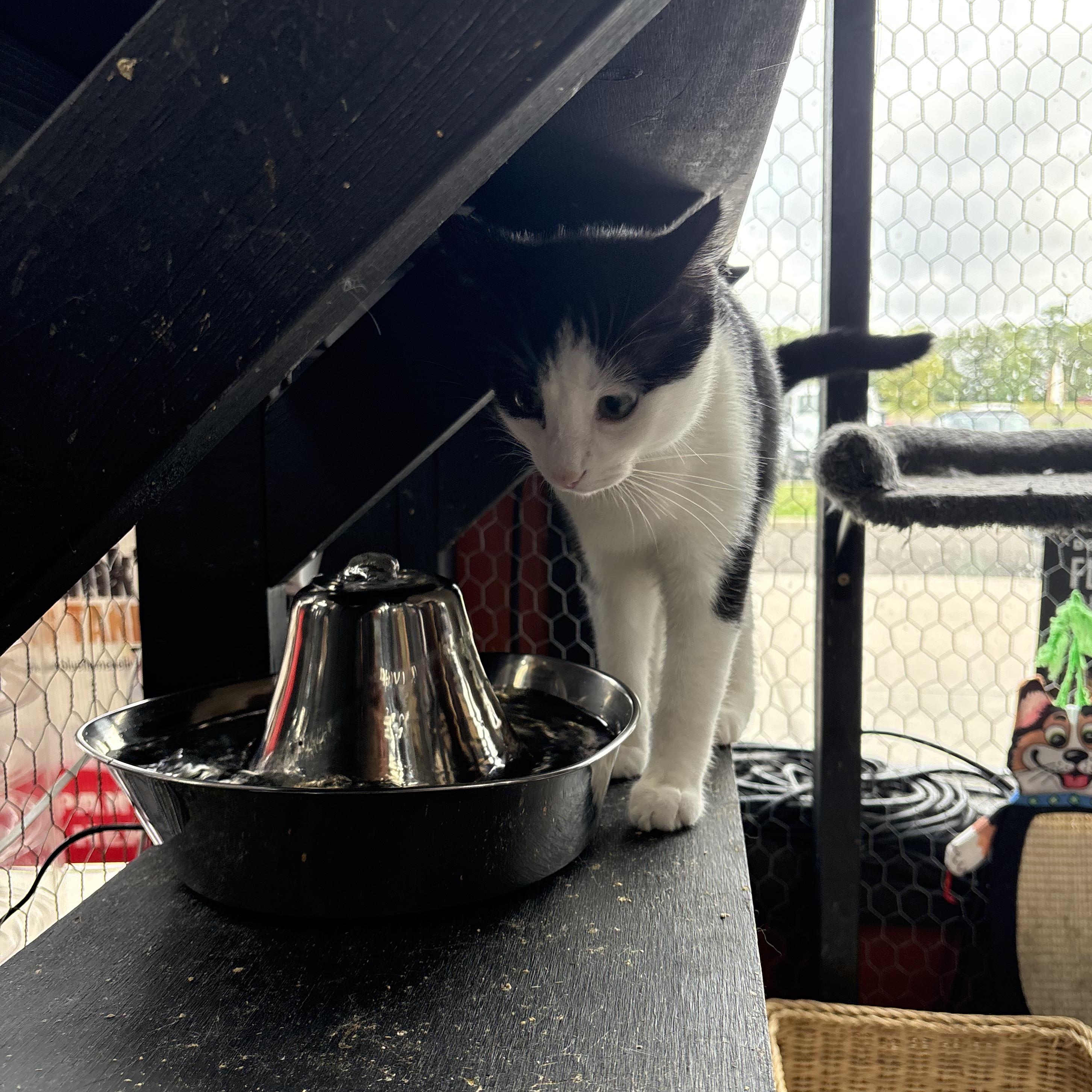 Enlarge Buck, a Adoptable Tuxedo in Galloway, NJ image 3/3