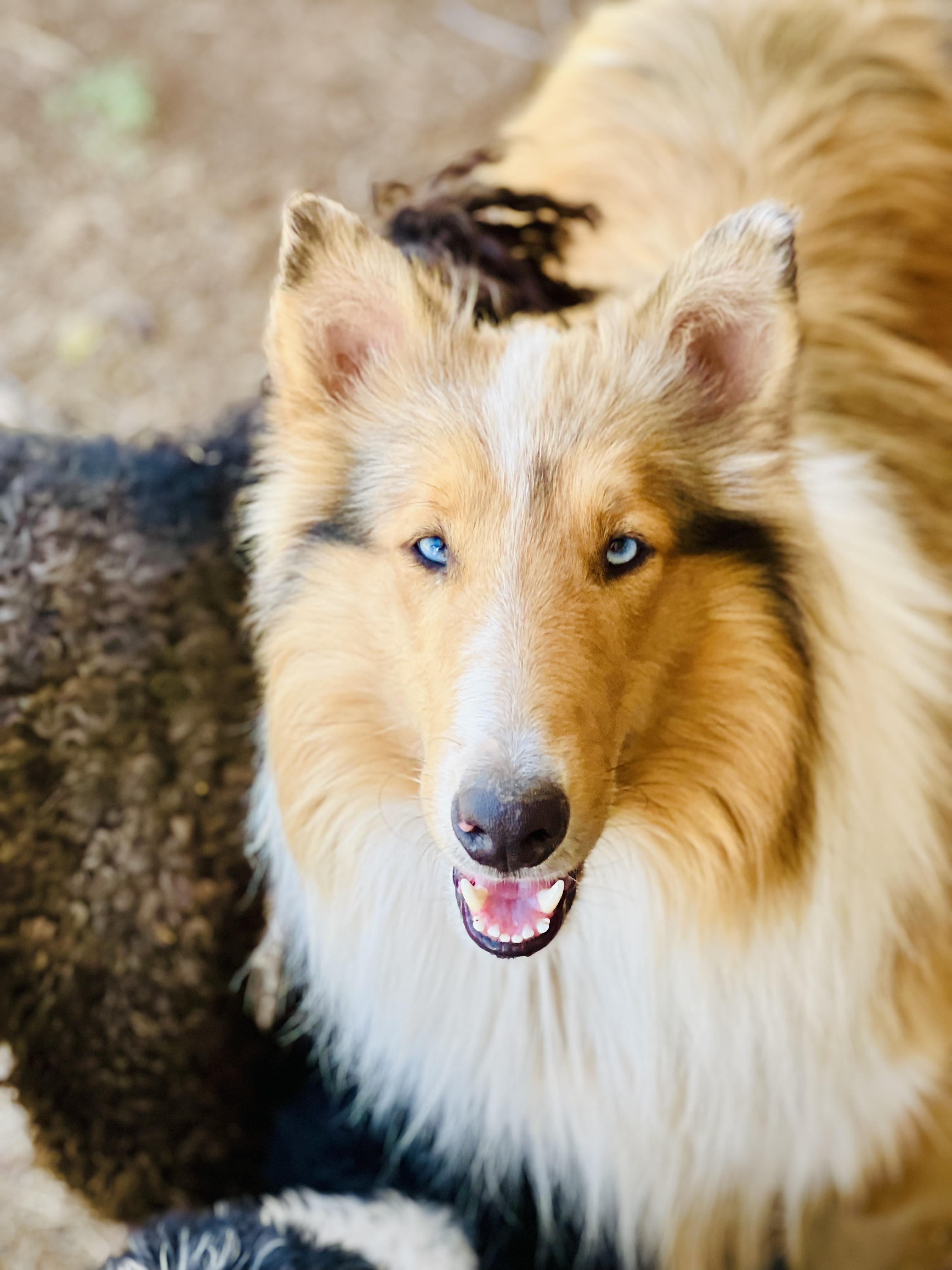 Wesley, Adoptable, Adult Male Collie.