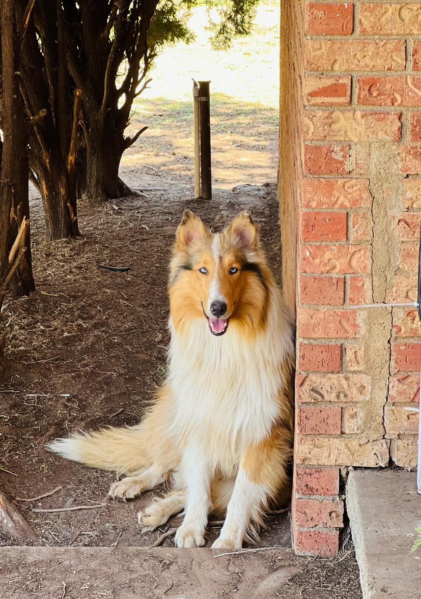 Enlarge Wesley, a Adoptable Collie in Dallas , TX image 2/2