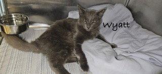 Wyatt, Adoptable, Young Male Russian Blue & Domestic Short Hair.