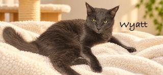 Enlarge Wyatt, a Adoptable mixed breed in Oakland Park, FL image 2/2