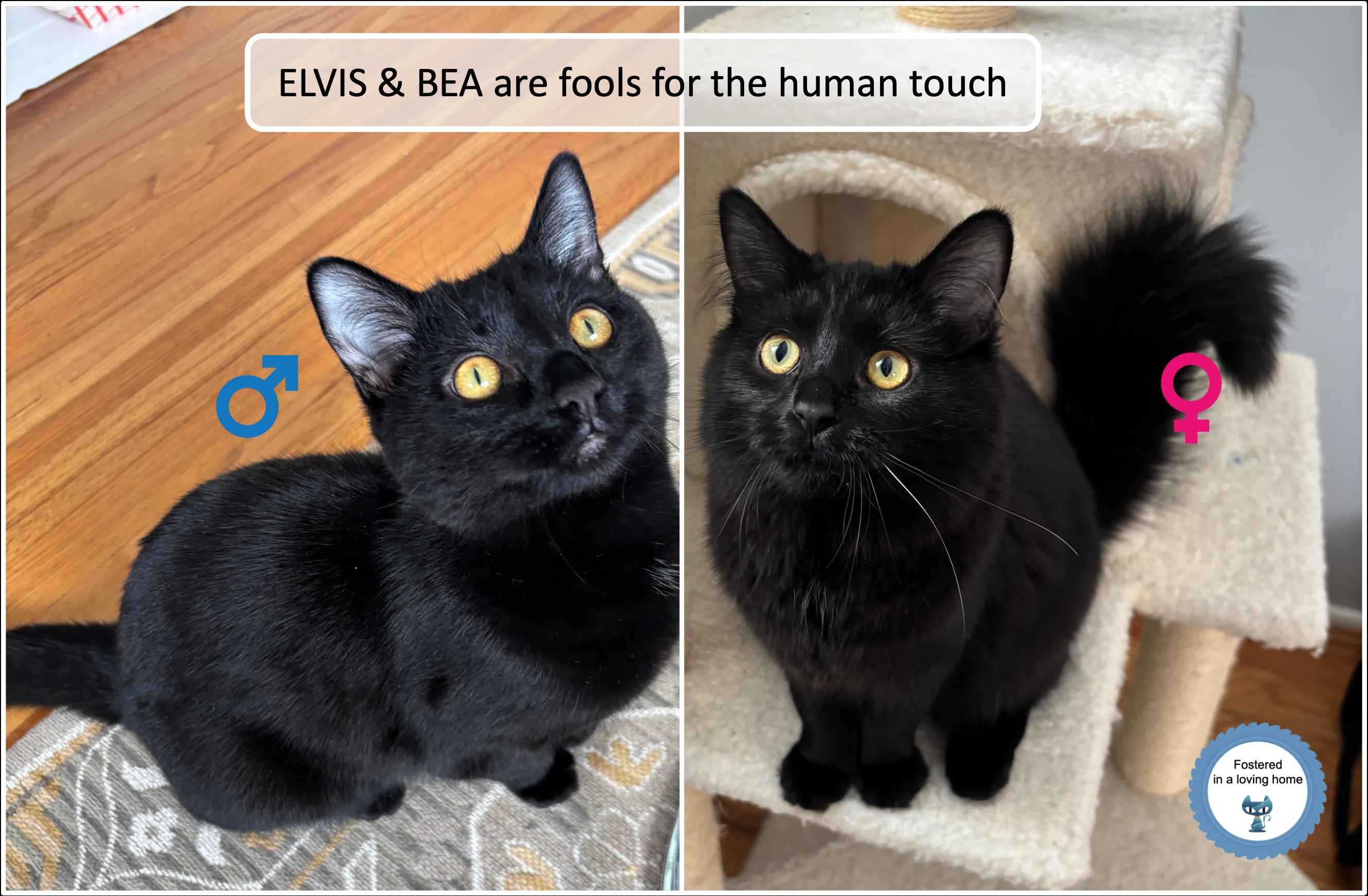 Bea & Elvis, ADOPTABLE, Kitten Female Domestic Medium Hair.