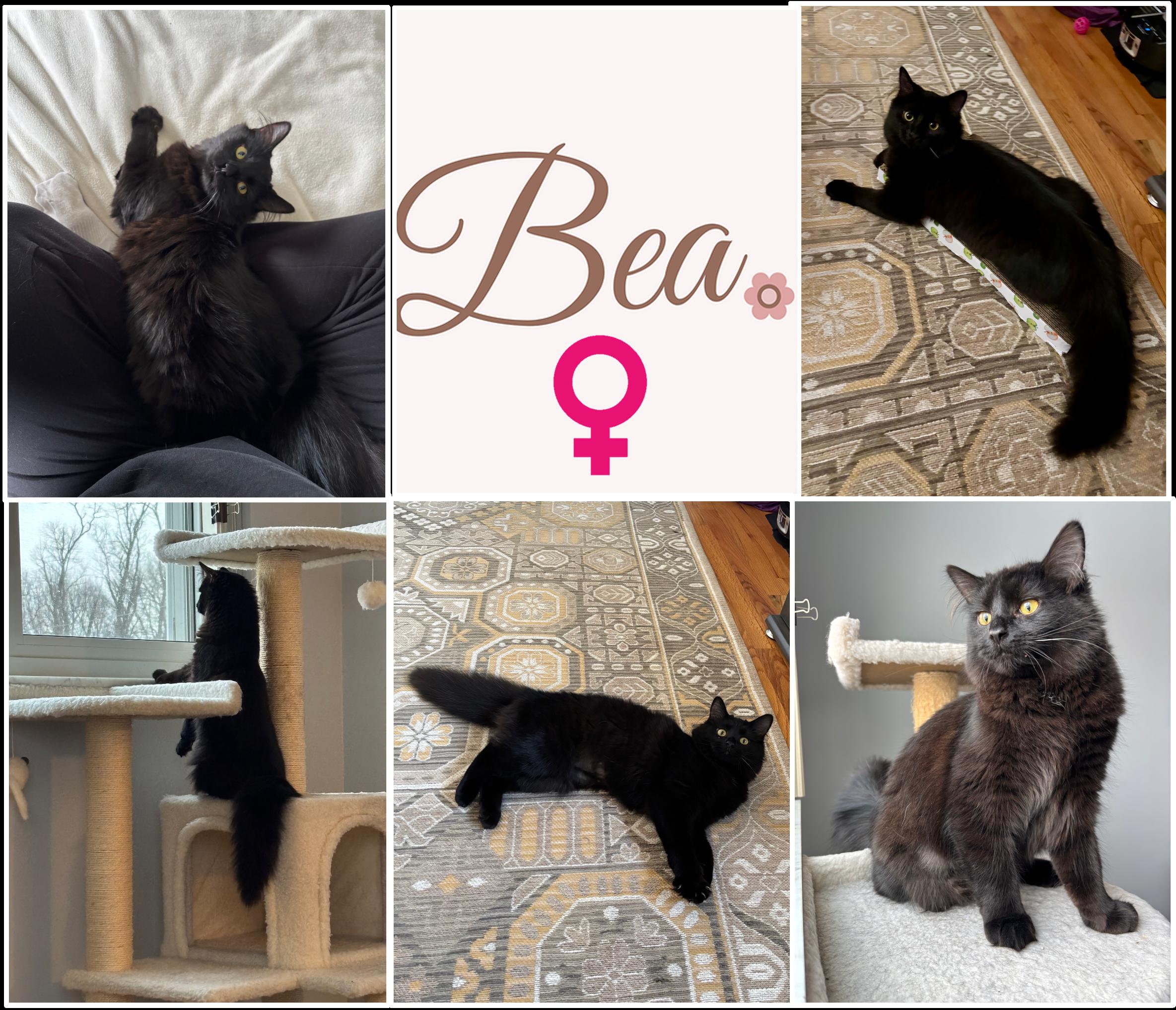 Bea & Elvis, a ADOPTABLE Domestic Medium Hair in Cincinnati, OH image 2/3