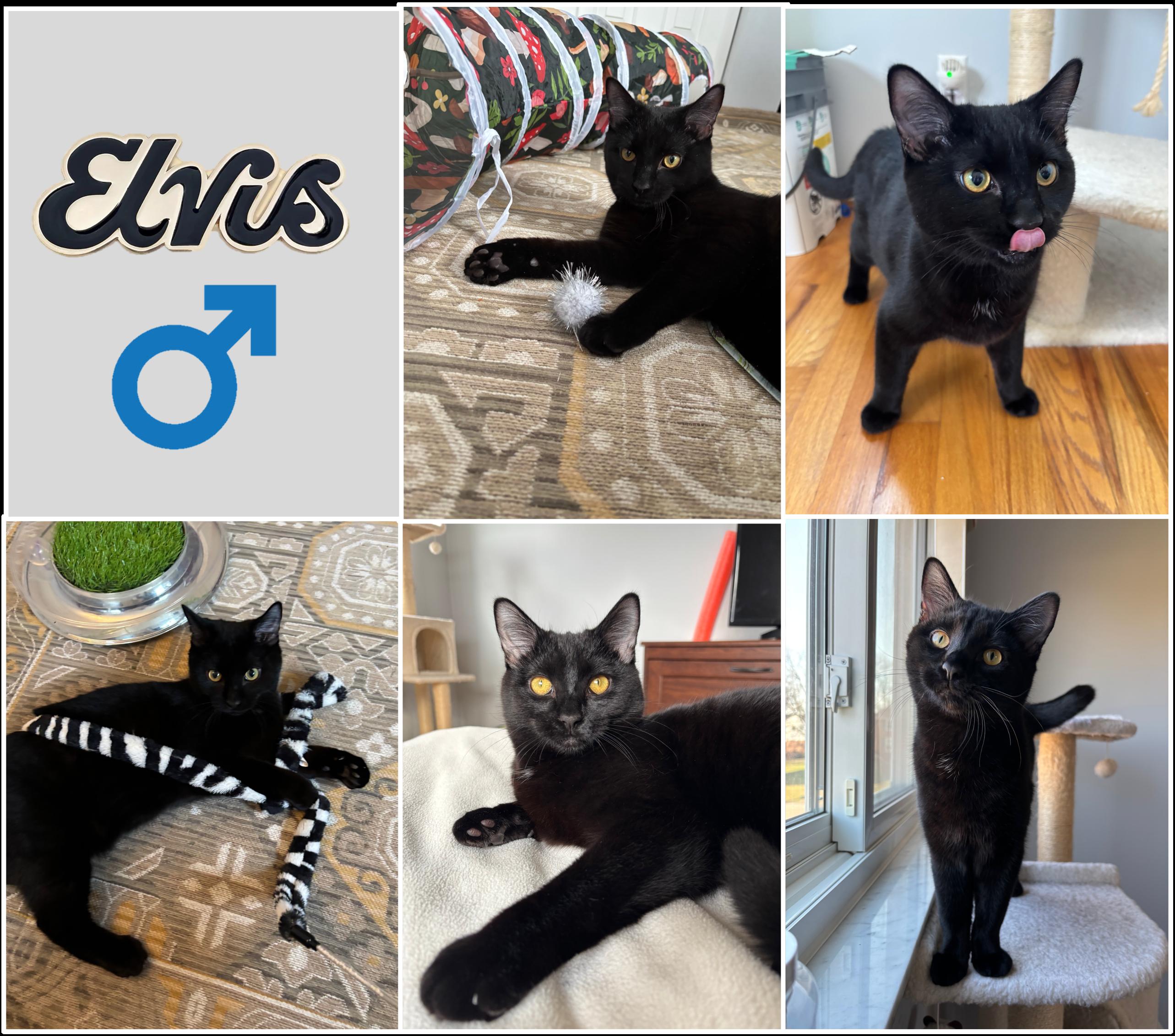 Bea & Elvis, a ADOPTABLE Domestic Medium Hair in Cincinnati, OH image 3/3