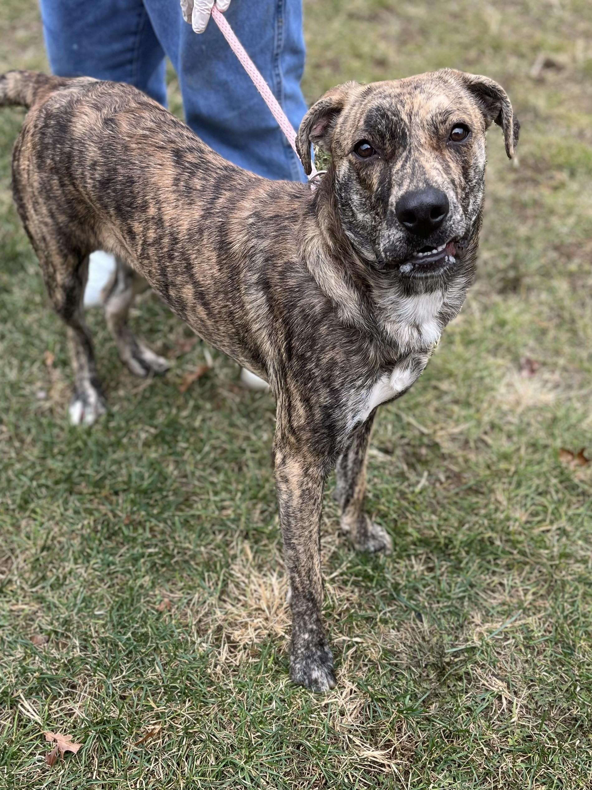 Brownie gal, Adoptable, Adult Female Pit Bull Terrier.