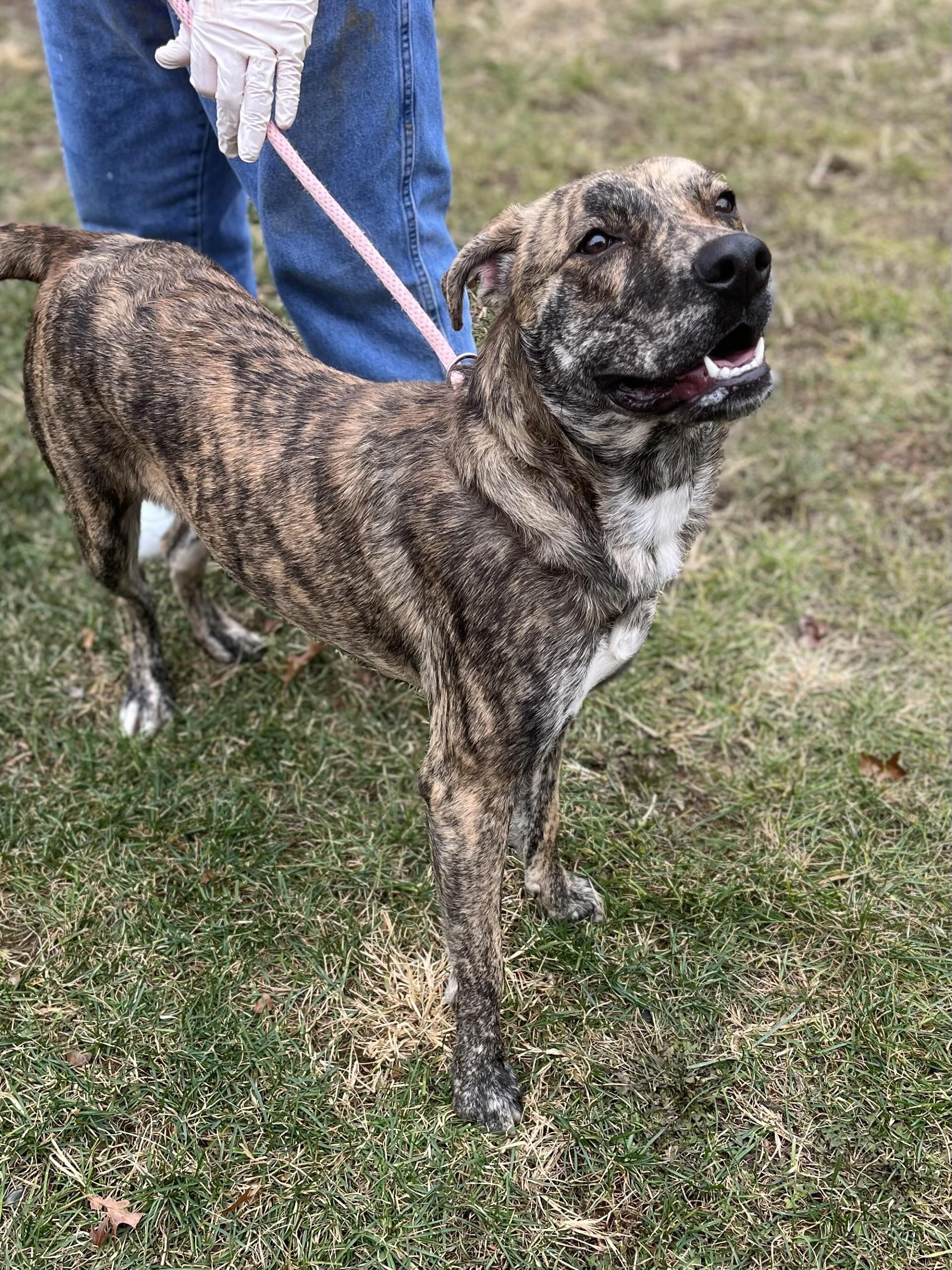 Brownie gal, a Adoptable mixed breed in Winchester, VA image 2/4