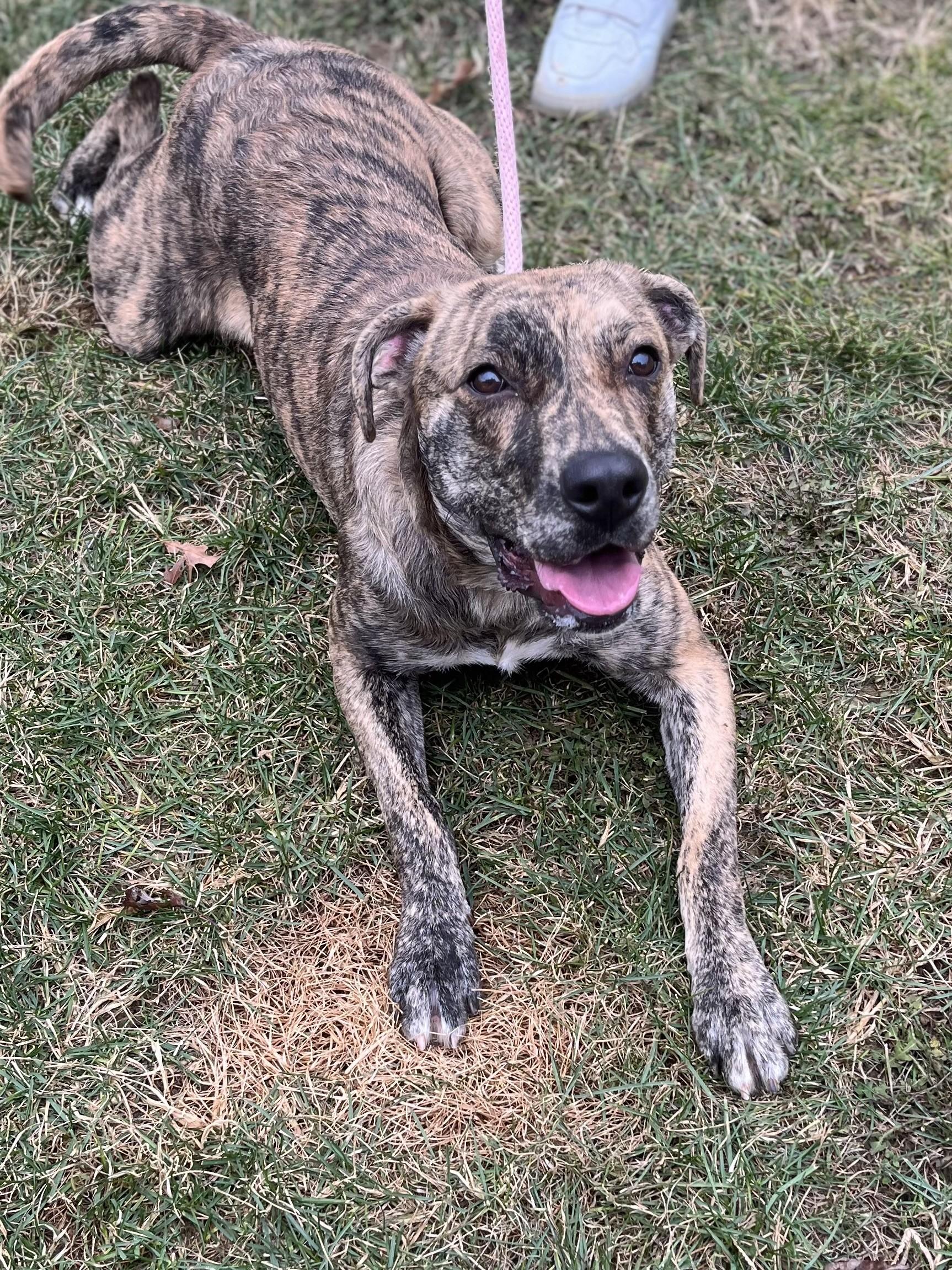 Brownie gal, a Adoptable mixed breed in Winchester, VA image 3/4