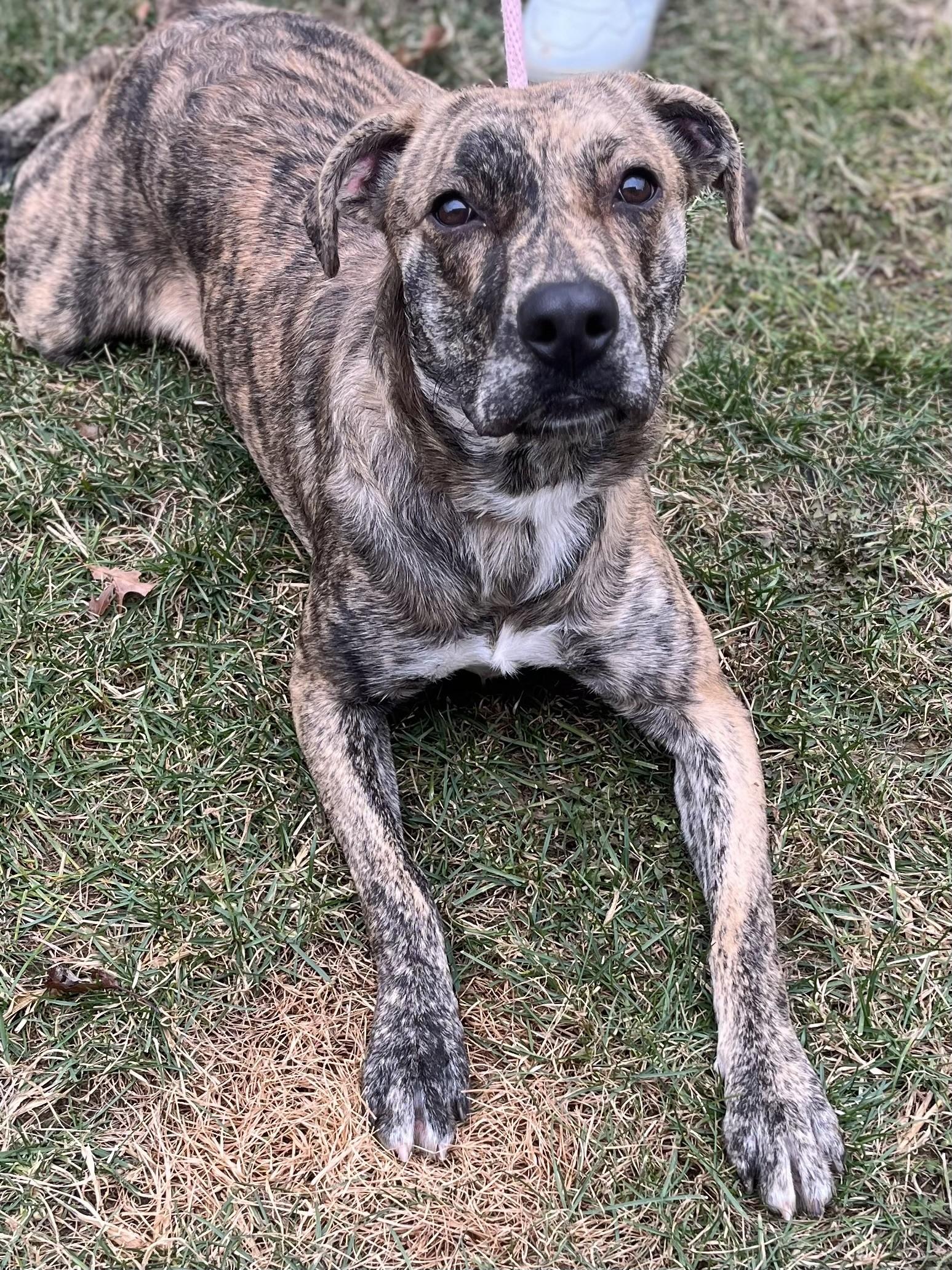 Brownie gal, a Adoptable mixed breed in Winchester, VA image 4/4