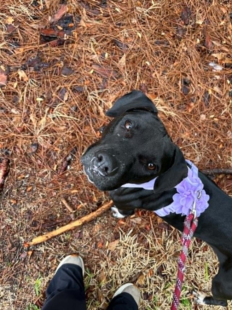 Sheila, a Adoptable mixed breed in Scott, LA image 1/6