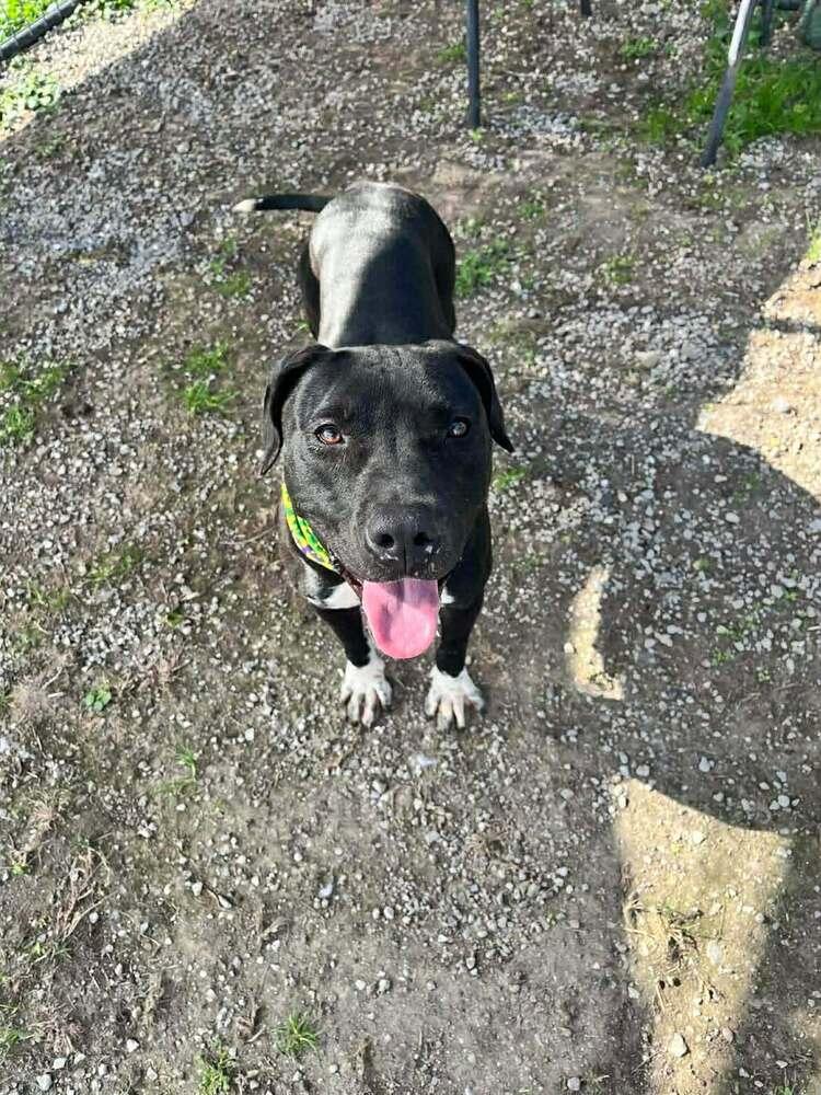 Sheila, Adoptable, Young Female Mixed Breed.