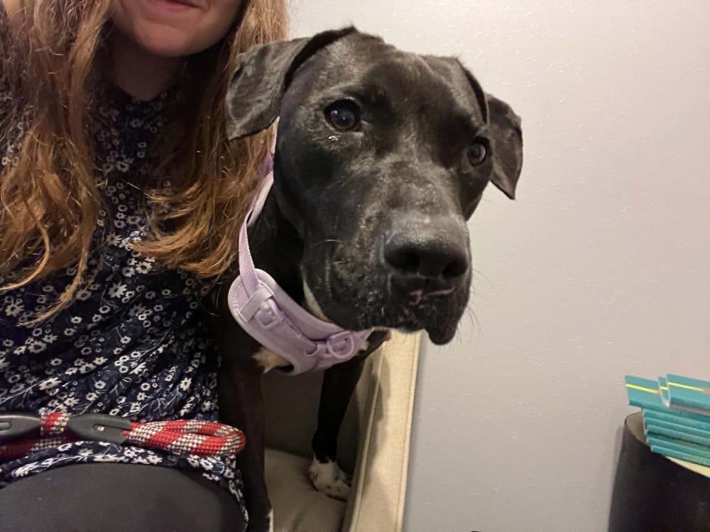 Sheila, a Adoptable mixed breed in Scott, LA image 3/6