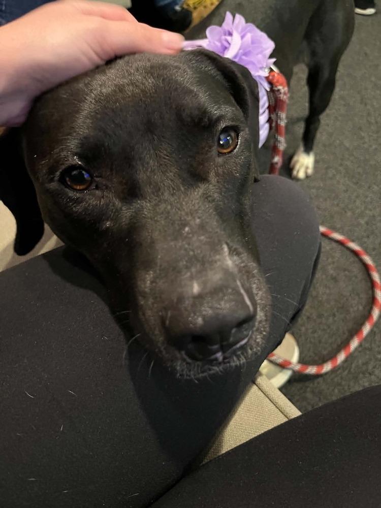 Sheila, a Adoptable mixed breed in Scott, LA image 4/6