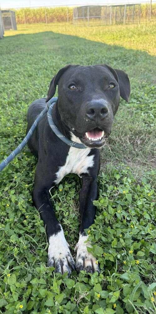 Enlarge Sheila, a Adoptable mixed breed in Scott, LA image 1/3