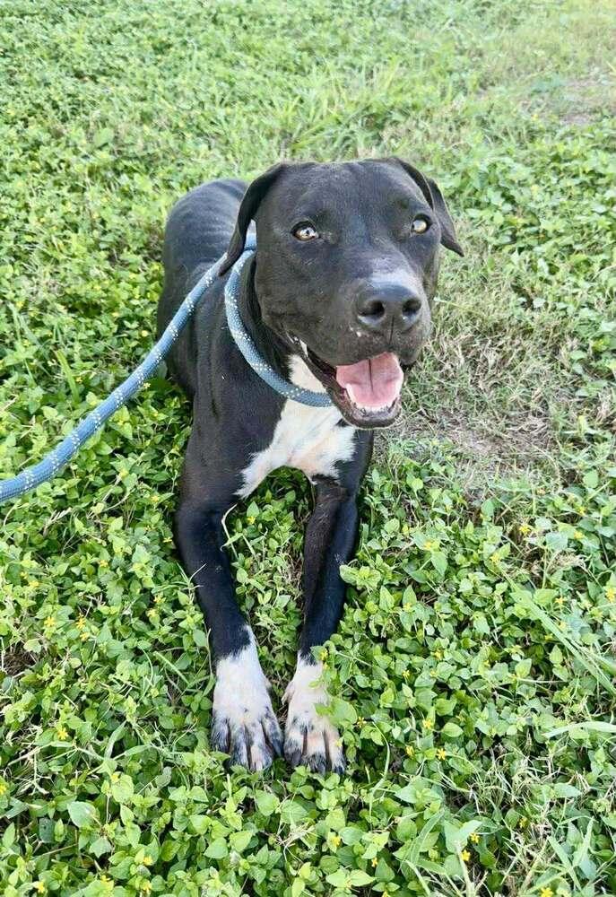 Enlarge Sheila, a Adoptable mixed breed in Scott, LA image 2/3