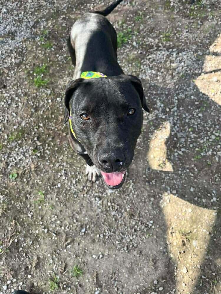 Enlarge Sheila, a Adoptable mixed breed in Scott, LA image 5/6