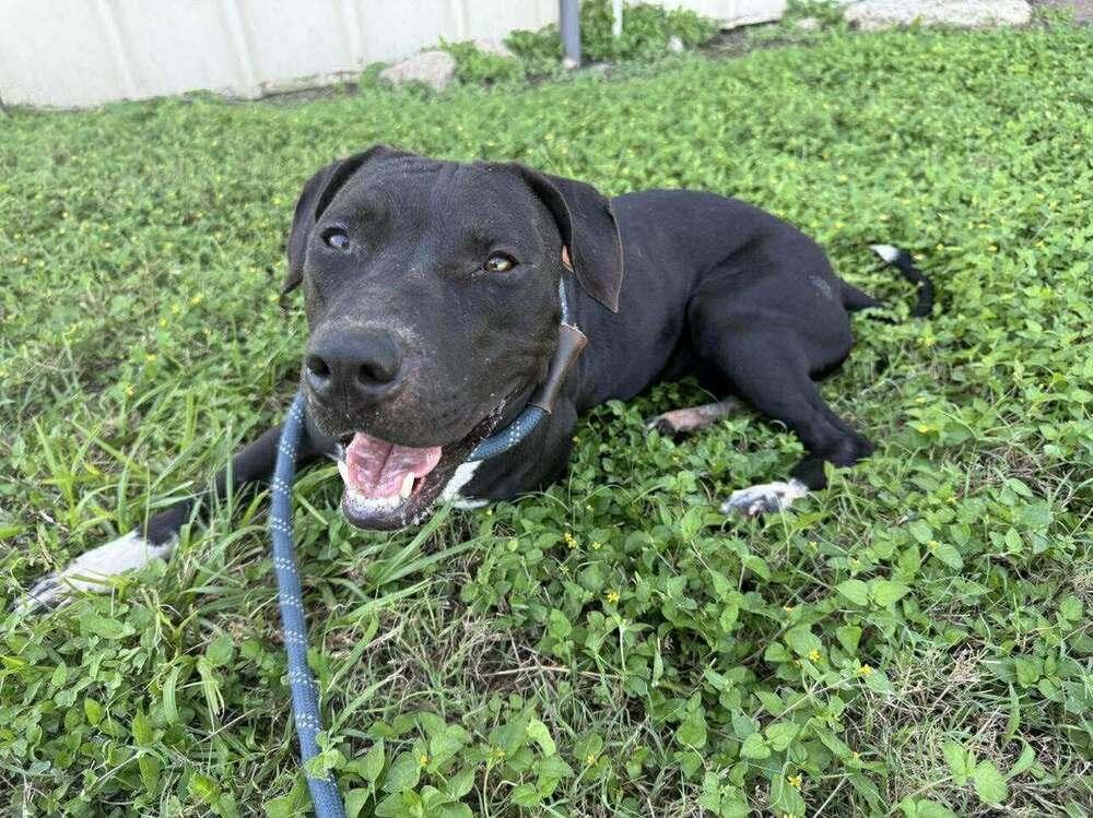 Enlarge Sheila, a Adoptable mixed breed in Scott, LA image 3/3