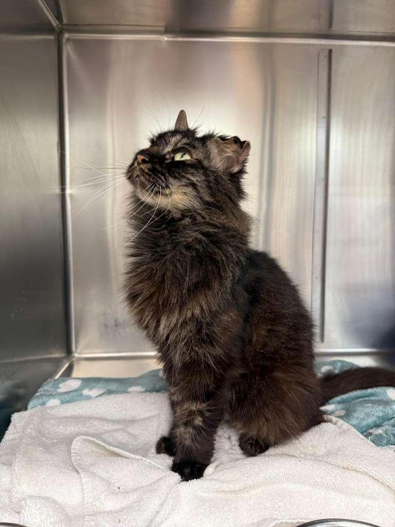 Enlarge Vesper, a ADOPTABLE Domestic Long Hair in Miami Beach, FL image 4/4