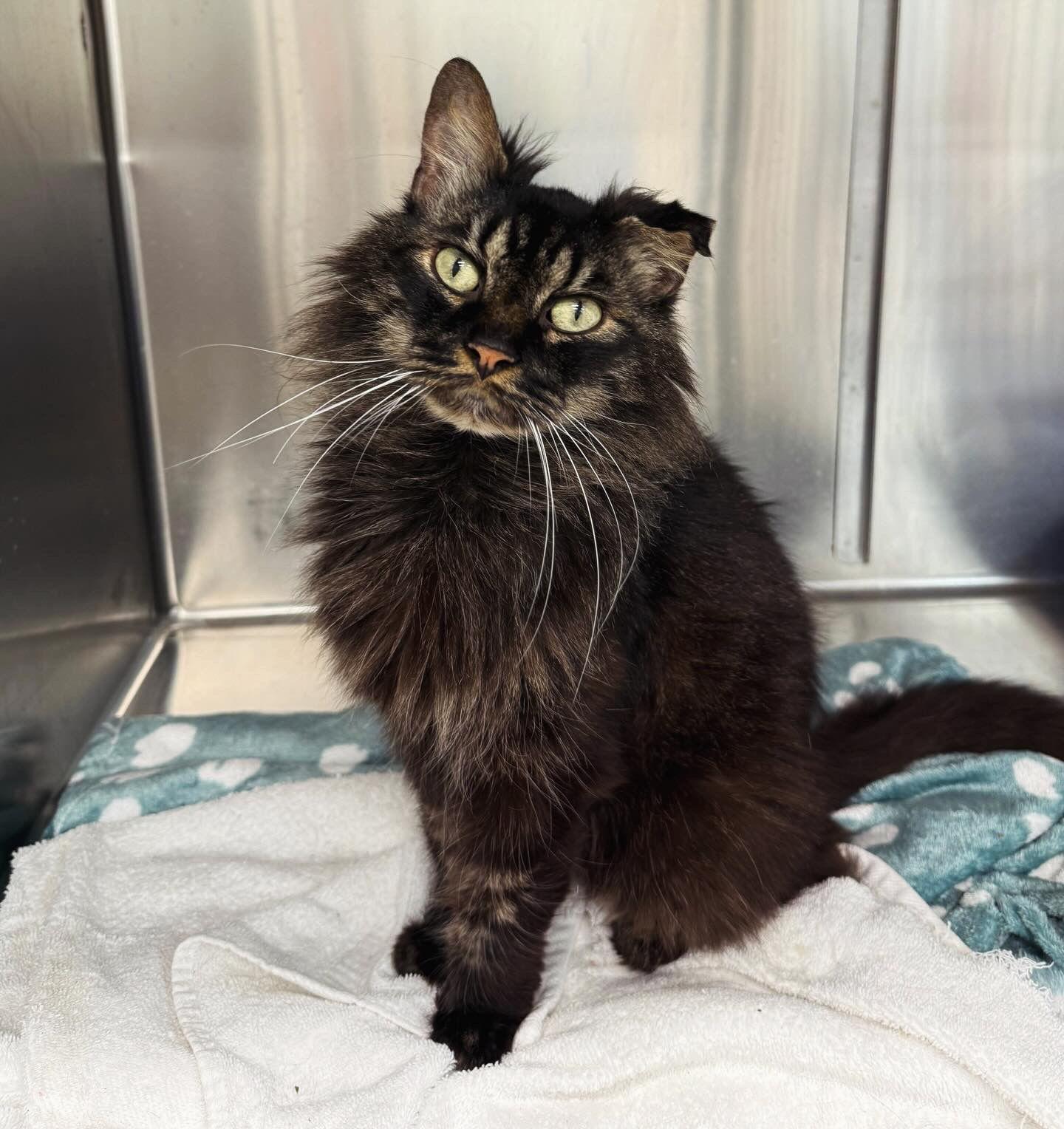 Vesper, ADOPTABLE, Adult Male Domestic Long Hair.