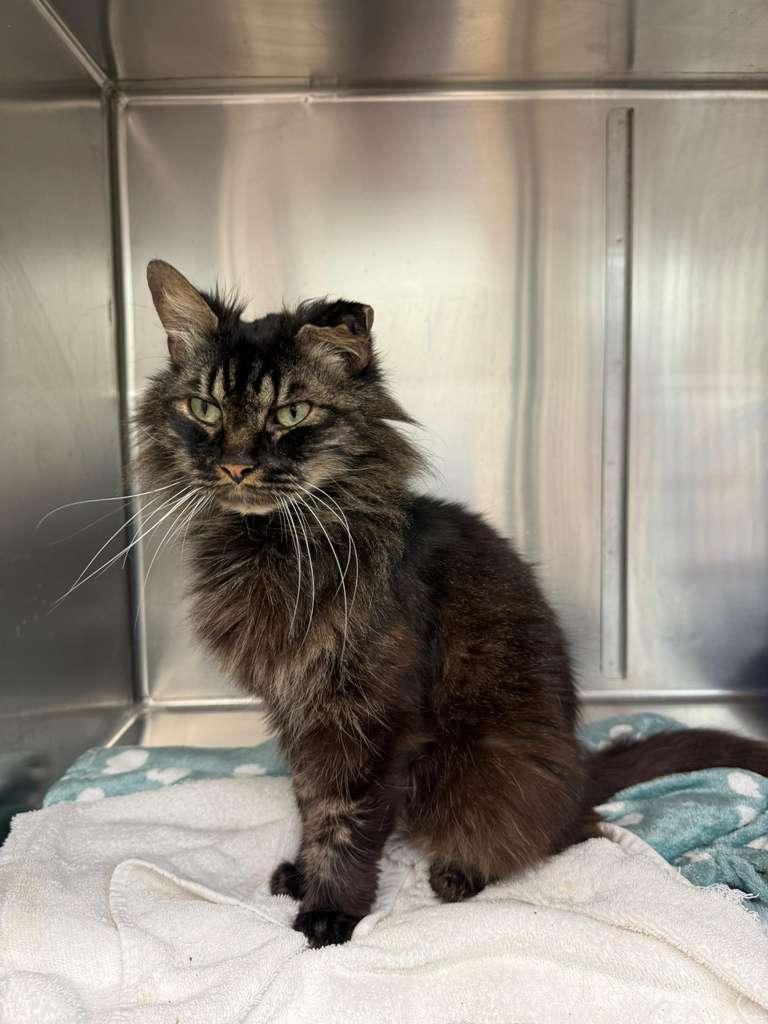 Enlarge Vesper, a ADOPTABLE Domestic Long Hair in Miami Beach, FL image 2/4