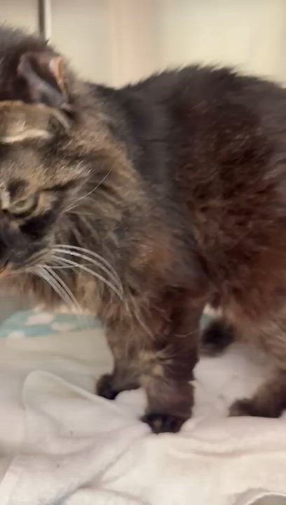 Enlarge Vesper, a ADOPTABLE Domestic Long Hair in Miami Beach, FL video 3/4