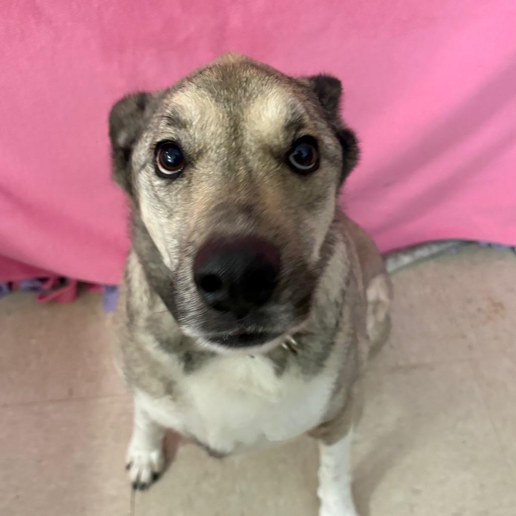 Tanner, Adoptable, Adult Male German Shepherd Dog.