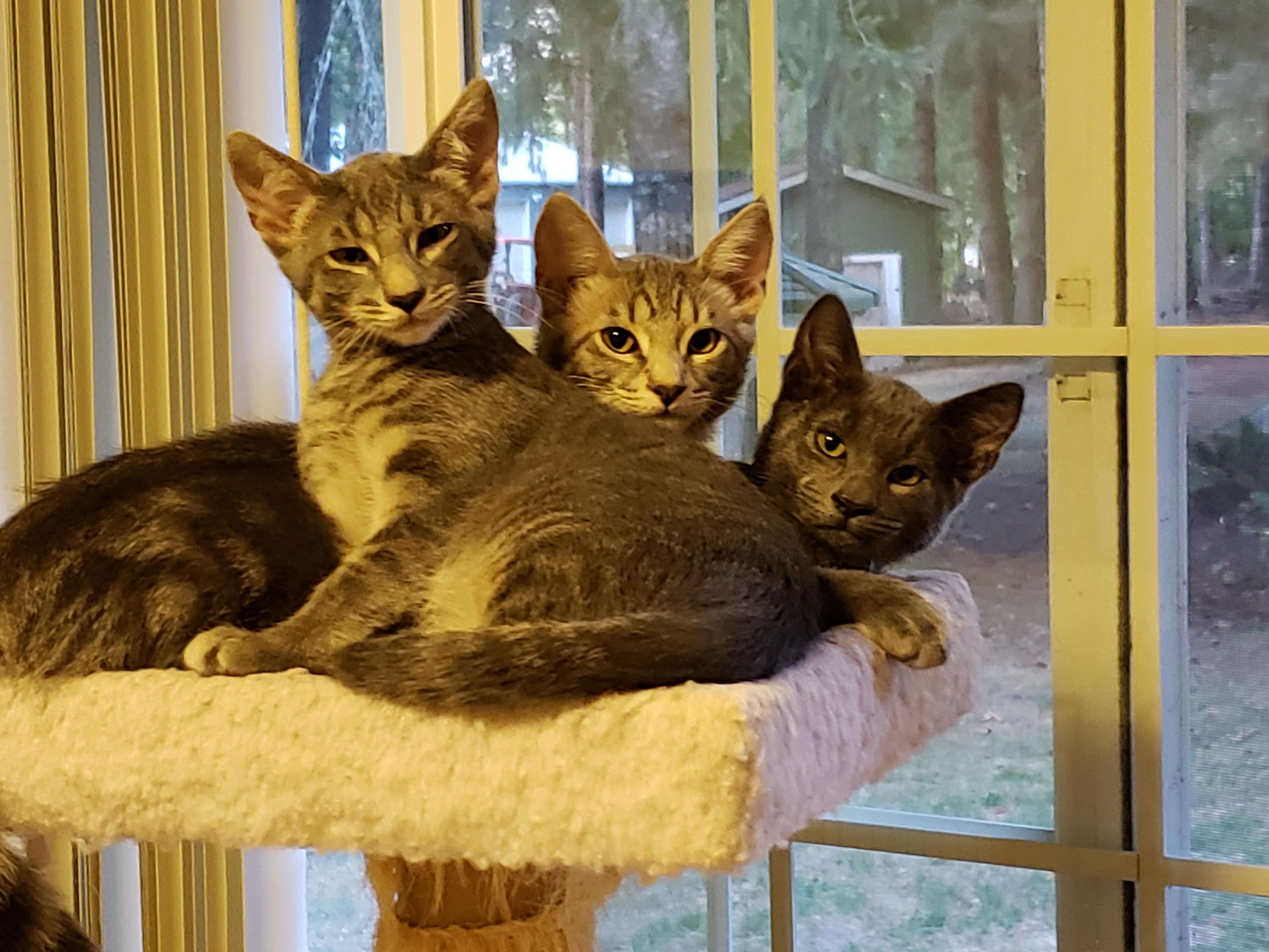 Enlarge Noodle, a Adopted Domestic Short Hair in Rochester, WA image 2/3