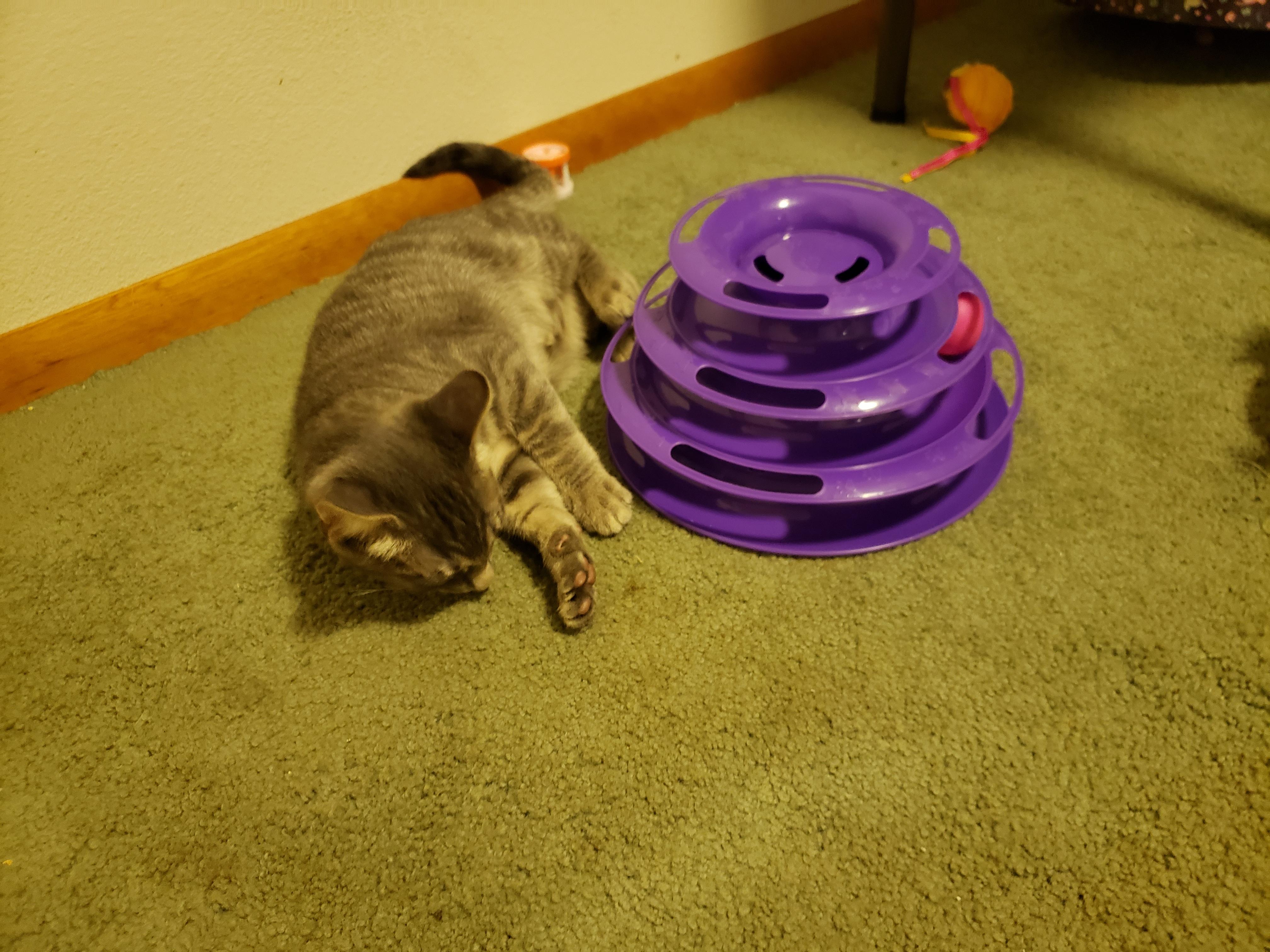 Enlarge Noodle, a Adopted Domestic Short Hair in Rochester, WA image 3/3