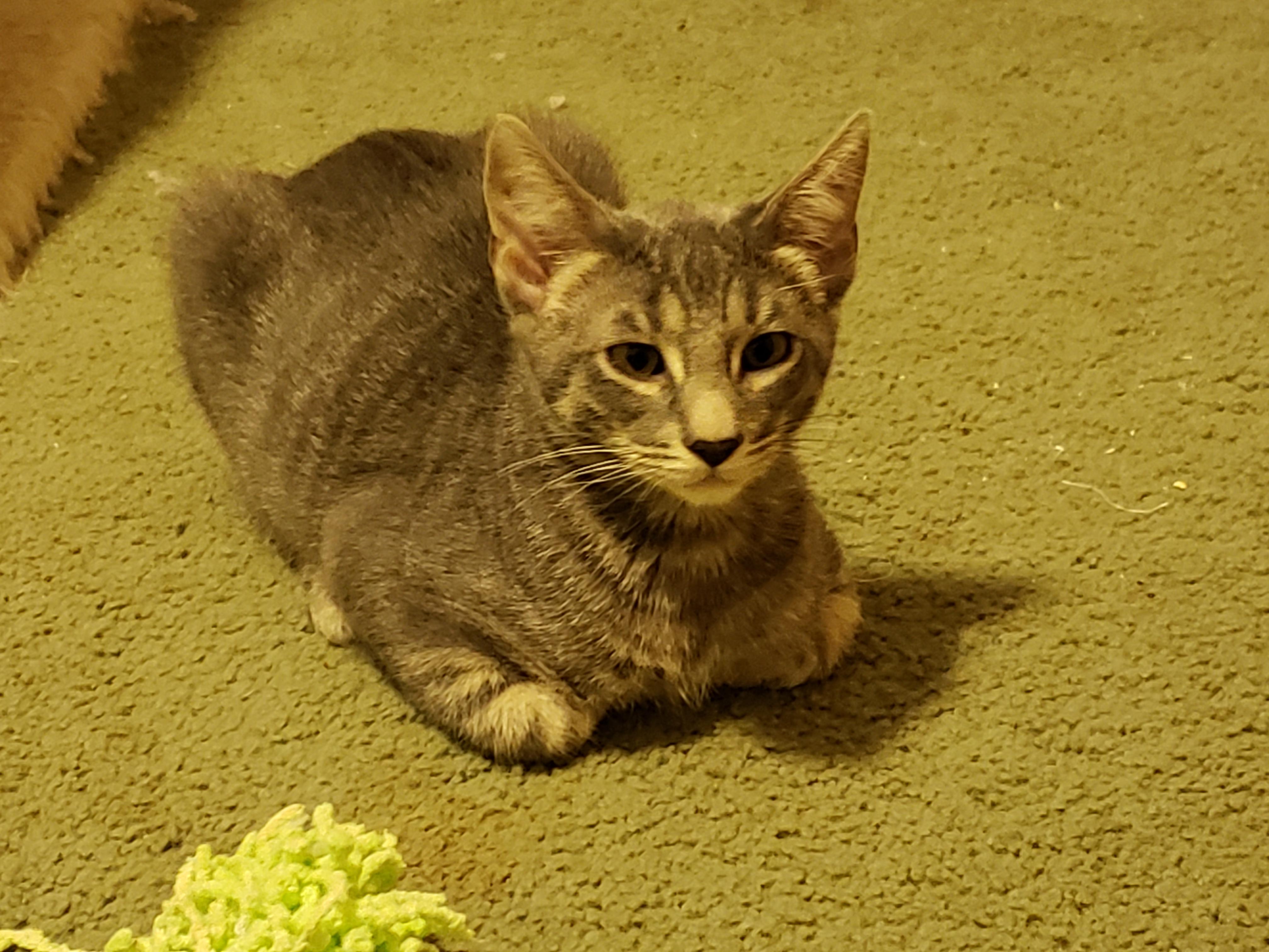 Enlarge Noodle, a Adopted Domestic Short Hair in Rochester, WA image 1/3