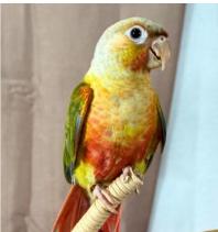 Batman, Adoptable, Adult Male Conure.
