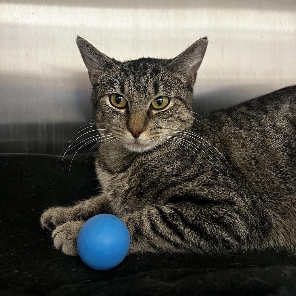 Ms. Scarlet, Adoptable, Young Female Domestic Short Hair.