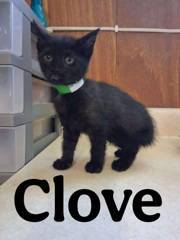 Clove, a Adoptable Domestic Short Hair in Hillsboro, OH image 1/3