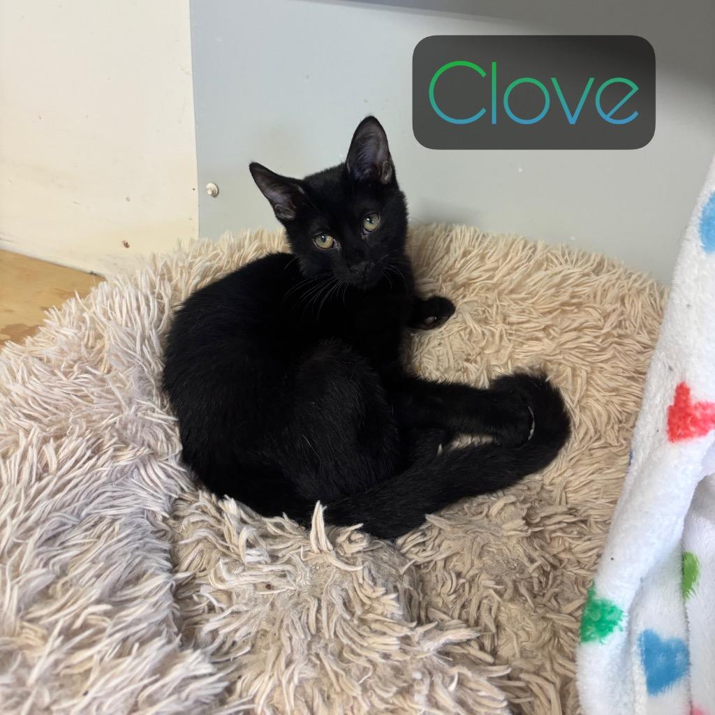 Clove, a Adoptable Domestic Short Hair in Hillsboro, OH image 2/5