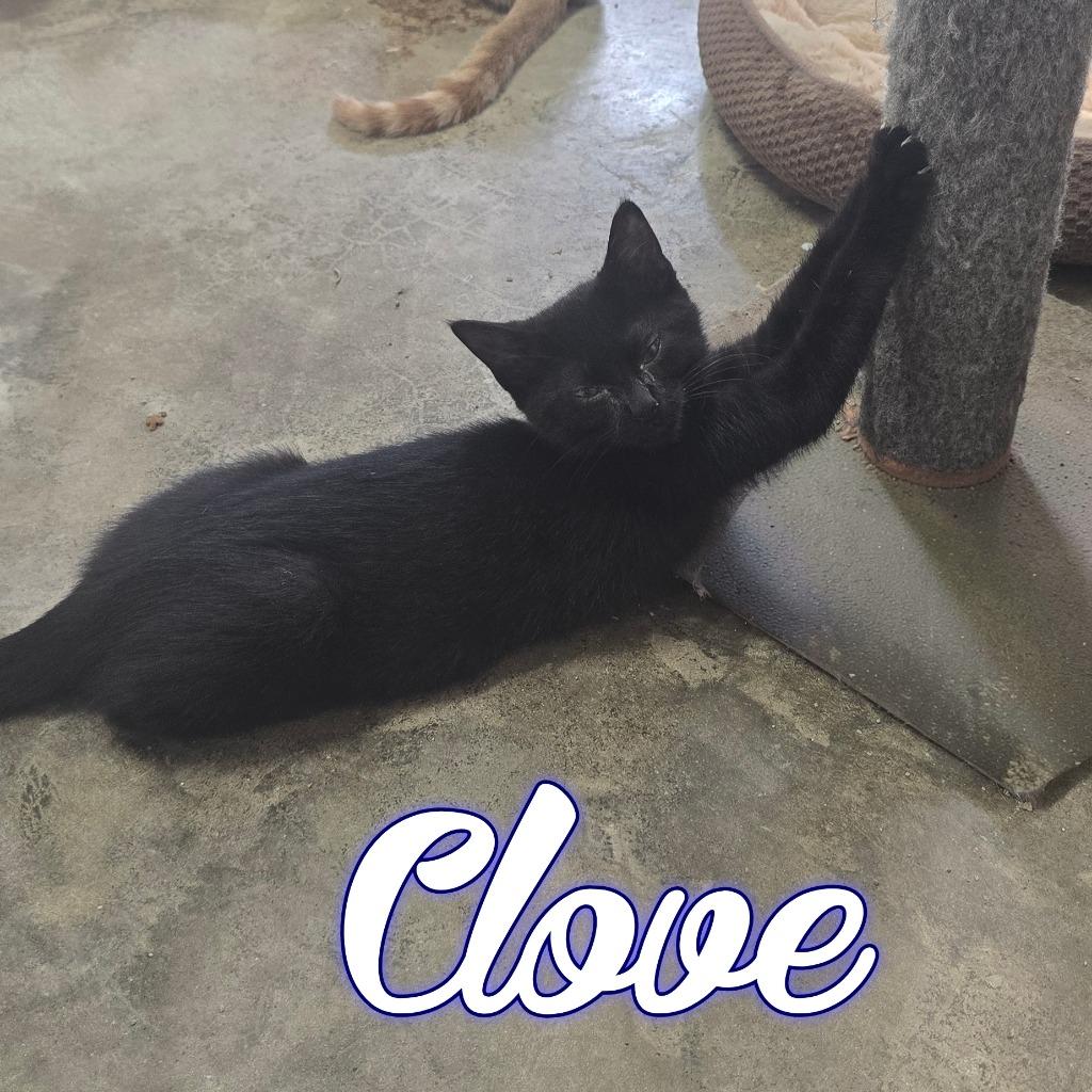 Clove, a Adoptable Domestic Short Hair in Hillsboro, OH image 3/5