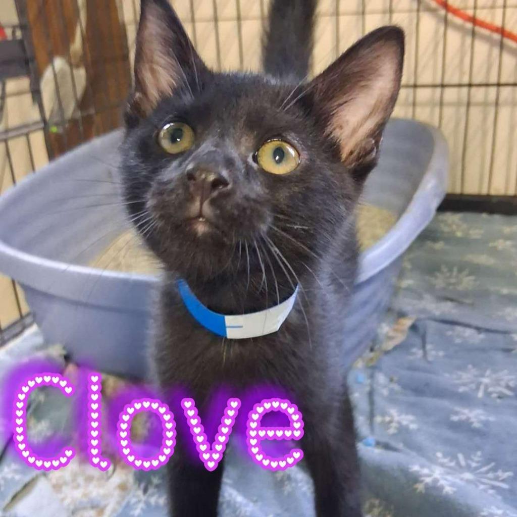 Clove, a Adoptable Domestic Short Hair in Hillsboro, OH image 2/3