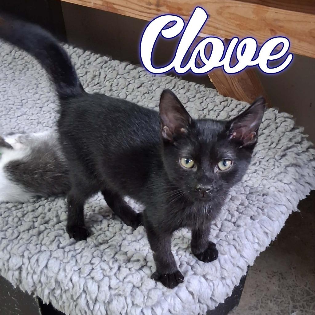 Clove, a Adoptable Domestic Short Hair in Hillsboro, OH image 3/3