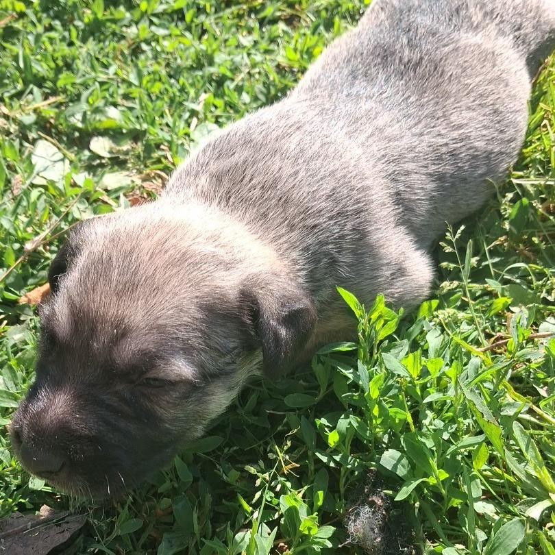 Rose, Adoptable, Puppy Female Shepherd.