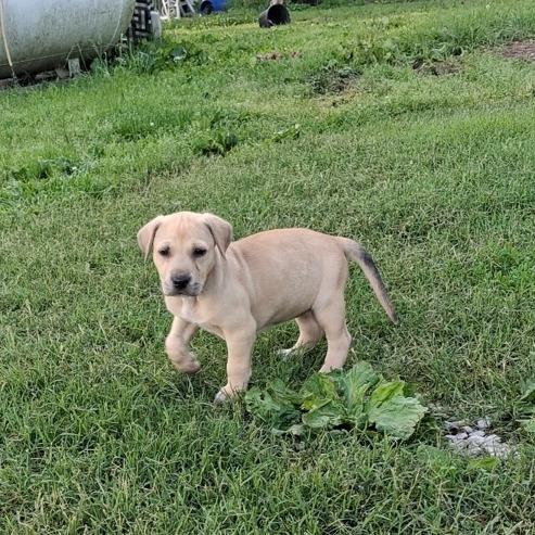 Enlarge Rose, a Adoptable mixed breed in Branson, MO image 3/3