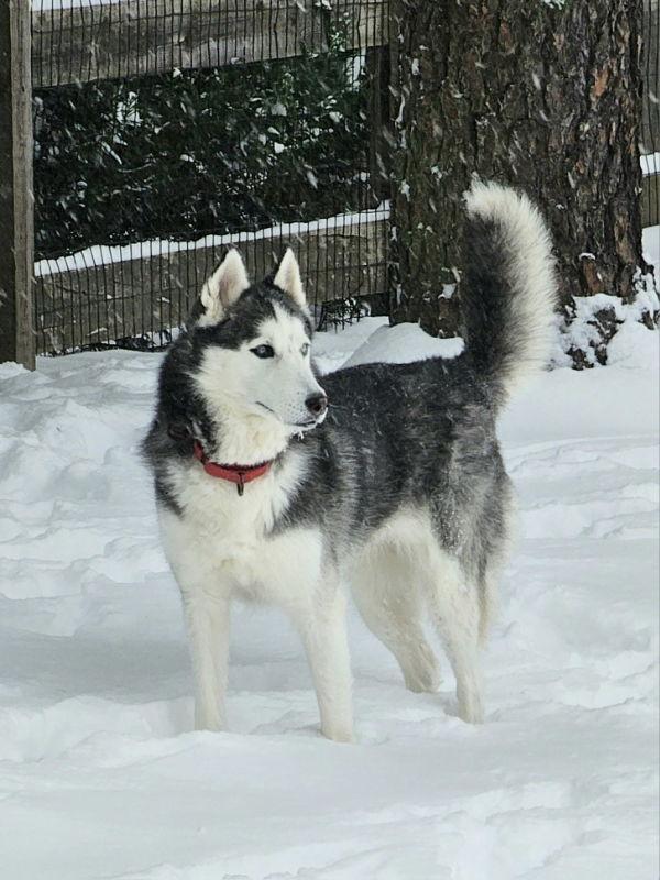 Talia - ADOPTED - CONGRATS WHISMAN FAMILY, Adopted, Adult Female Siberian Husky.