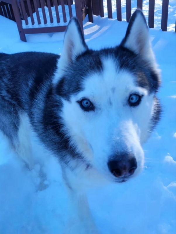 Talia - ADOPTED - CONGRATS WHISMAN FAMILY, a Adopted Siberian Husky in Millersville, MD image 2/3
