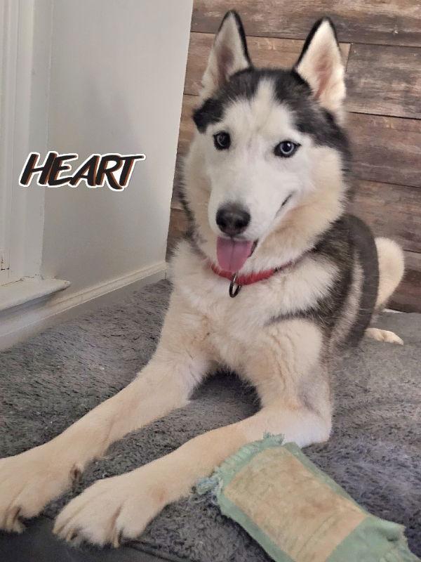 Talia - ADOPTED - CONGRATS WHISMAN FAMILY, a Adopted Siberian Husky in Millersville, MD image 3/3